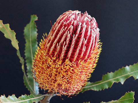 Banksia