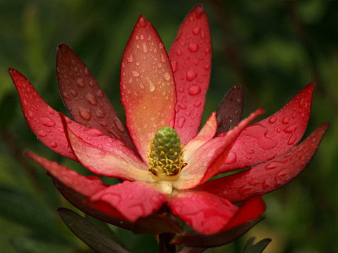 Leucadendron - Conebush