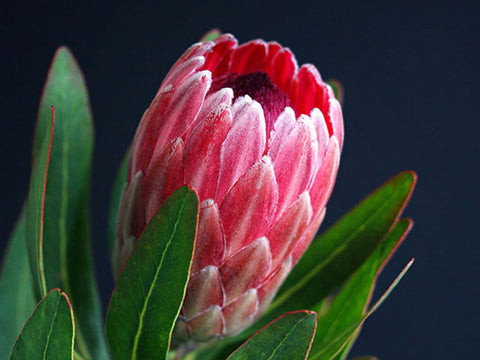 True Protea -Sugarbush