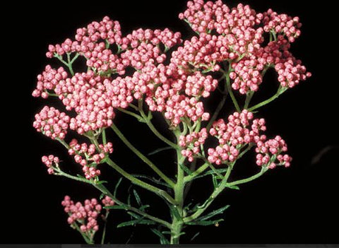 Dark Pink Ozothamnus Plant