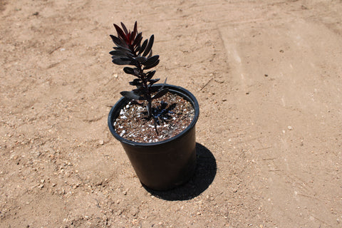 Ebony Leucadendron Plant