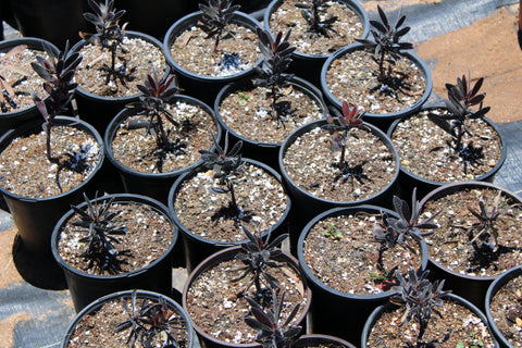 Ebony Leucadendron Plant