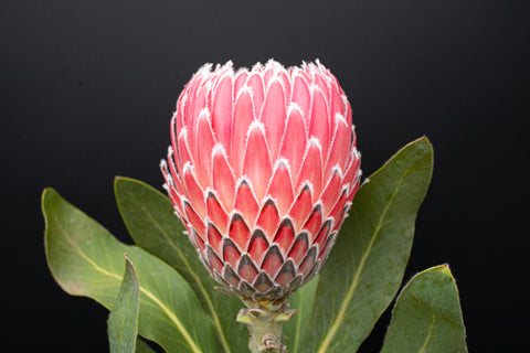2 Long Stem Empress Protea