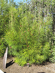 Long John Grevillea Plant