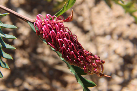 Austraflora Fanfare Grevillea Plant