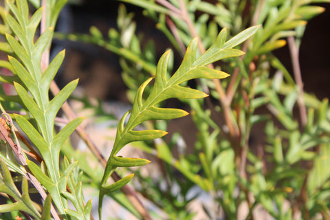 Poorinda Blondie Grevillea Plant