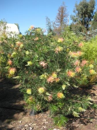 Peaches & Cream Grevillea Plant