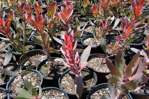 Sylvia Protea Plant