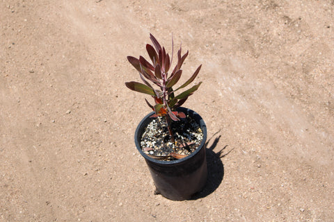Pink Ice Protea Plant