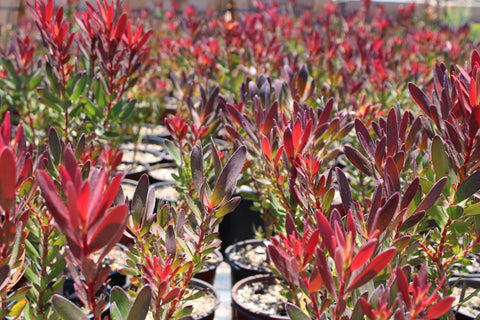 Safari Sunset Leucadendron Plant