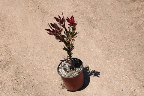 Safari Sunset Leucadendron Plant