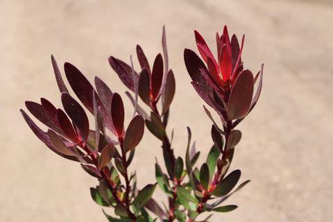 Safari Sunset Leucadendron Plant