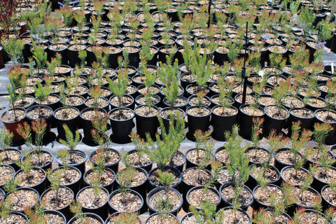Silver Cone Leucadendron Plant