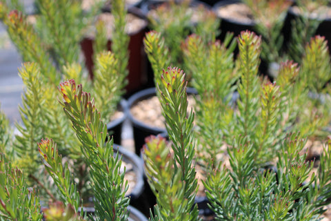 Silver Cone Leucadendron Plant