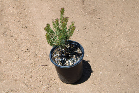 Silver Cone Leucadendron Plant