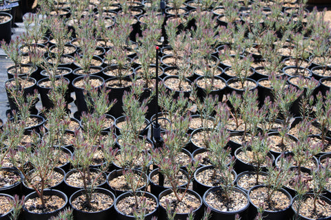 Jubilee Crown Leucadendron Plant