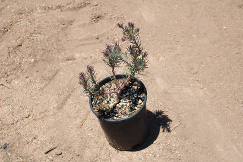Jubilee Crown Leucadendron Plant