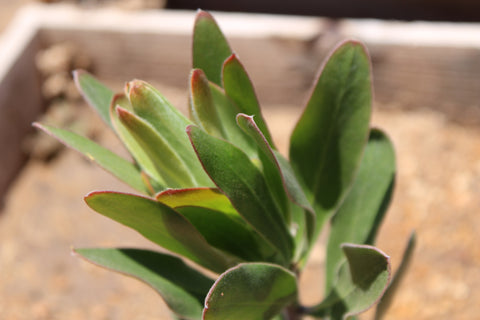 Red Baron Protea Plant