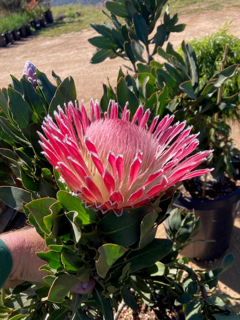 2 Long Stem Empress Protea