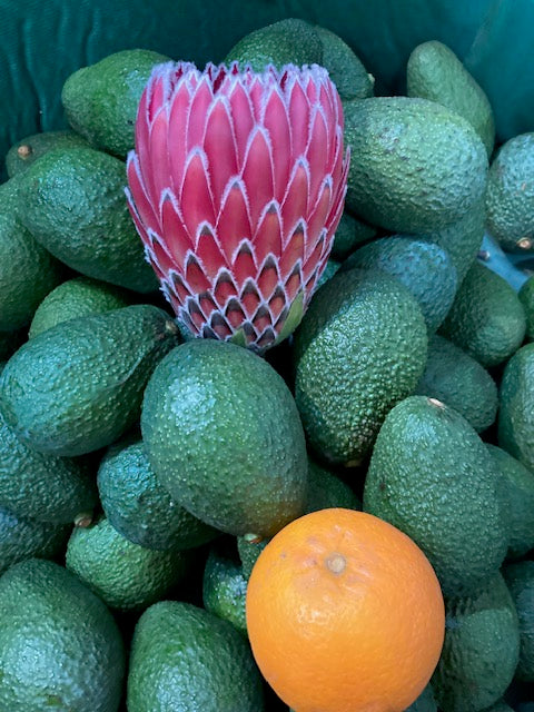 2 Long Stem Empress Protea