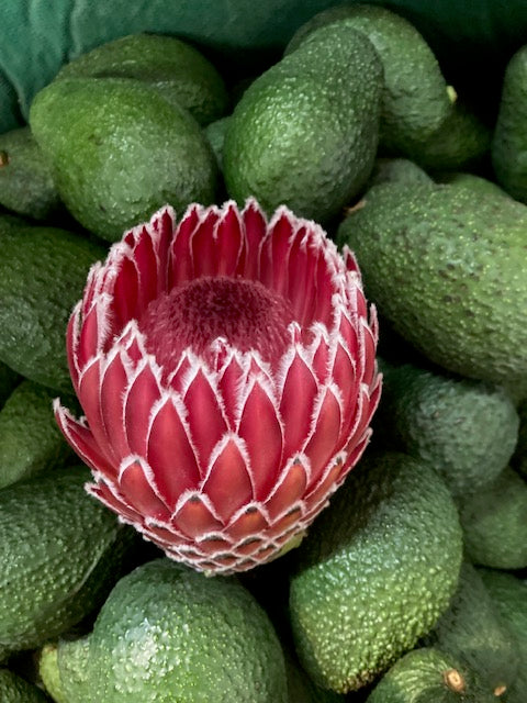 2 Long Stem Empress Protea