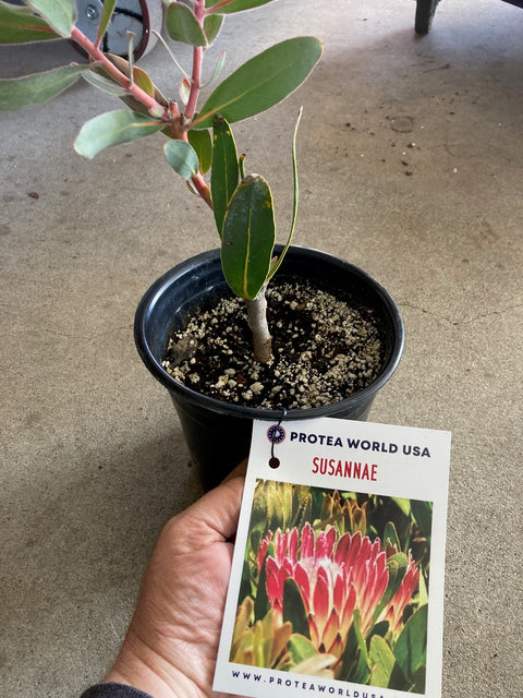 Susannae / Susanne Protea Plant