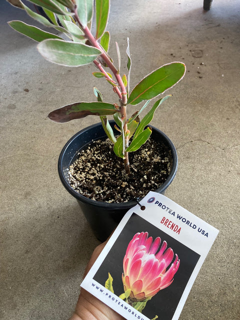 Red Baron Protea Plant