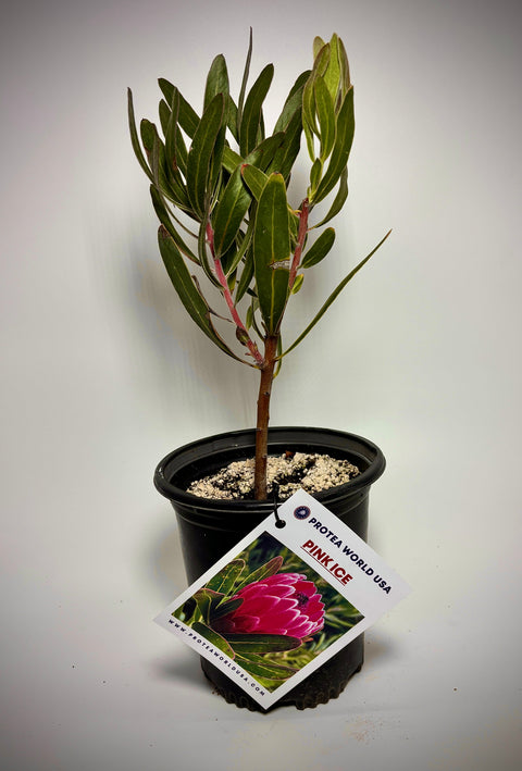 Pink Ice Protea Plant