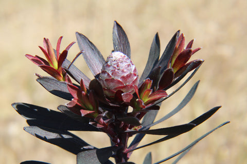Ebony Leucadendron Plant