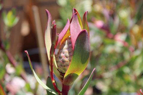 Candles Leucadendron Plant