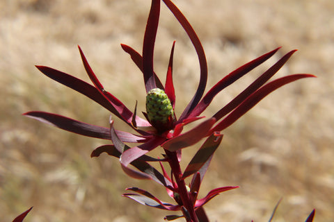 Chief Mike Leucadendron Plant