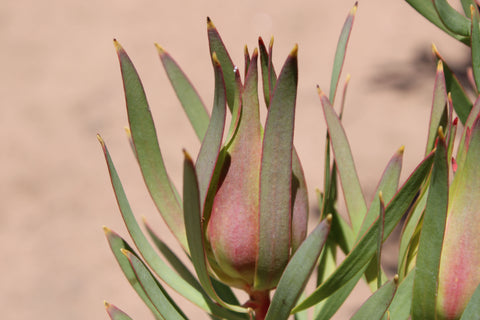 Golden Tip Leucadendron Plant
