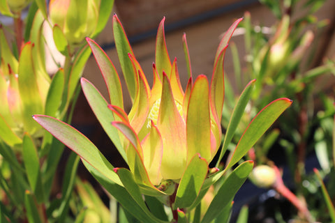 Inca Gold Leucadendron Plant