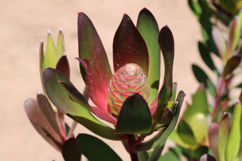 Red Gem Leucadendron Plant