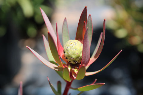 Summer Red Leucadendron Plant