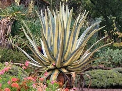 Medio Picta Alba - Yellow Stripe Century Plant