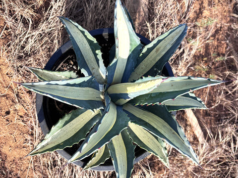 Medio Picta Alba - Yellow Stripe Century Plant