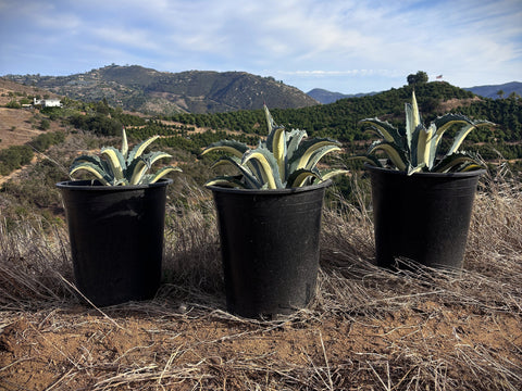 Medio Picta Alba - Yellow Stripe Century Plant