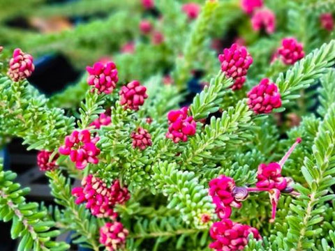 Mt Tamboritha Grevillea Plant