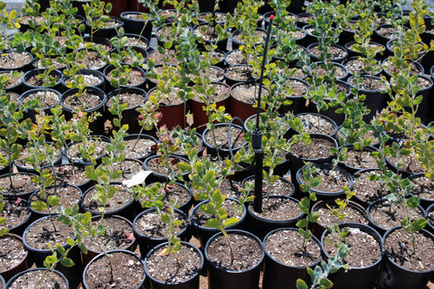 Acacia Pearl Plant
