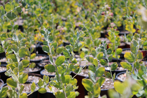 Acacia Pearl Plant