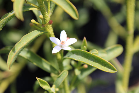 Profusion Philotheca Plant