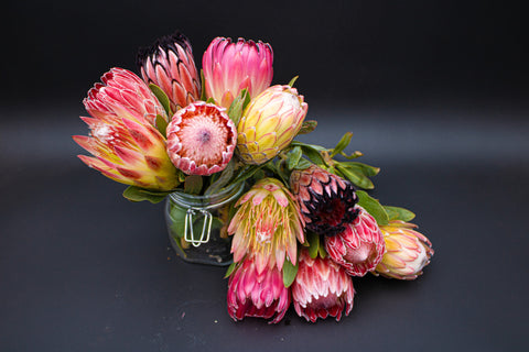 Protea Flowers, 12 Assorted Long Stem Protea