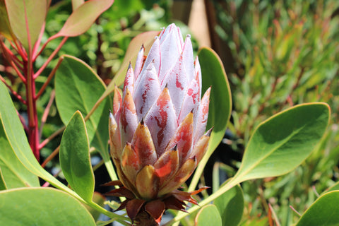 King Protea Plant