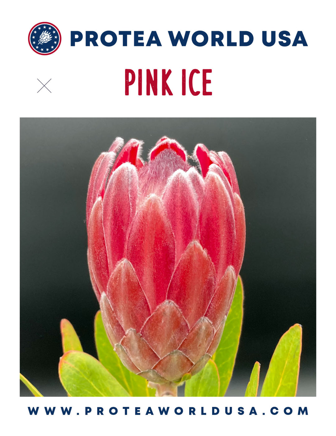 Pink Ice Protea Plant – Protea World USA