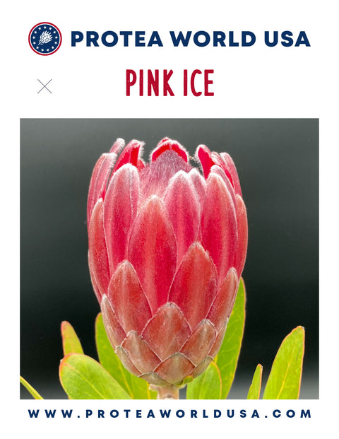 Pink Ice Protea Plant