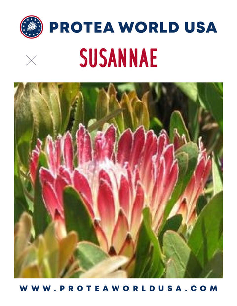 Susannae / Susanne Protea Plant