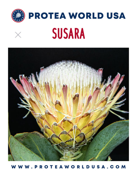 Susara Protea Plant