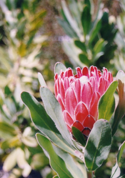 Red Baron Protea Plant