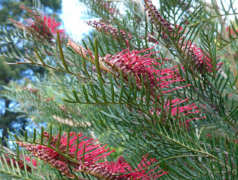 Red Hooks Grevillea Plant
